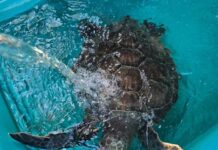 Breshka e gjelbër specie e rrallë në bregdetin shqiptar