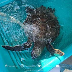 Breshka e gjelbër specie e rrallë në bregdetin shqiptar