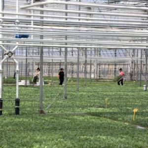 AZHBR: Skema Kombëtare, mbështetje fermerëve për certifikimin Global G.A.P me 50% të vlerës së faturave tatimore