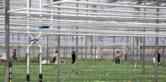 AZHBR: Skema Kombëtare, mbështetje fermerëve për certifikimin Global G.A.P me 50% të vlerës së faturave tatimore