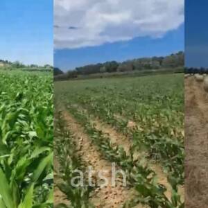 Model bujqësor sipas BE-së në Katundin e Ri të Durrësit, fermerët bashkohen për më shumë të ardhura
