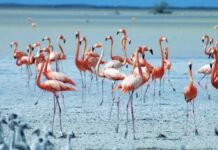 Rama: Flamingot e Zvërnecit, pasuri unike për zhvillimin e turizmit
