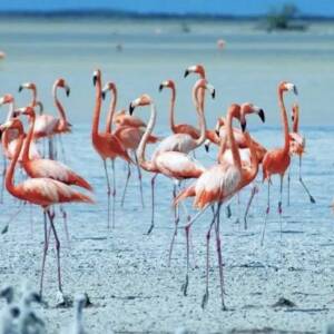 Rama: Flamingot e Zvërnecit, pasuri unike për zhvillimin e turizmit