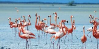 Rama: Flamingot e Zvërnecit, pasuri unike për zhvillimin e turizmit