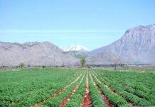 Ligji për shëndetin e bimëve, MBZHR: Rrisim mbrojtjen e prodhimit bujqësor dhe biodiversitetin