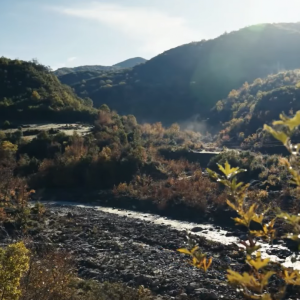 Bredhi i Hotovës, një nga thesaret më të çmuara natyrore