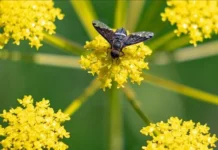 FOKUS – Shkencëtarët: Miliona lloje insektesh mbeten të pazbuluara