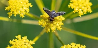 FOKUS – Shkencëtarët: Miliona lloje insektesh mbeten të pazbuluara