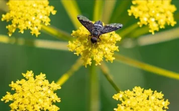 FOKUS – Shkencëtarët: Miliona lloje insektesh mbeten të pazbuluara