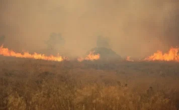 GREQI – Zjarri shkakton evakuime masive në Halkidiki