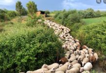 AZHBR: 414 aplikime nga fermerët e rinj për investime në bujqësi