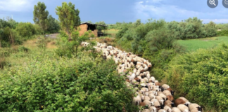 AZHBR: 414 aplikime nga fermerët e rinj për investime në bujqësi
