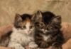Henriette Ronner-Knip, artistja që i ktheu macet në protagoniste të artit