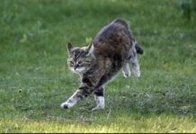 “Zoomies”, shpërthimet e papritura të energjisë te macet dhe qentë
