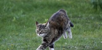 “Zoomies”, shpërthimet e papritura të energjisë te macet dhe qentë