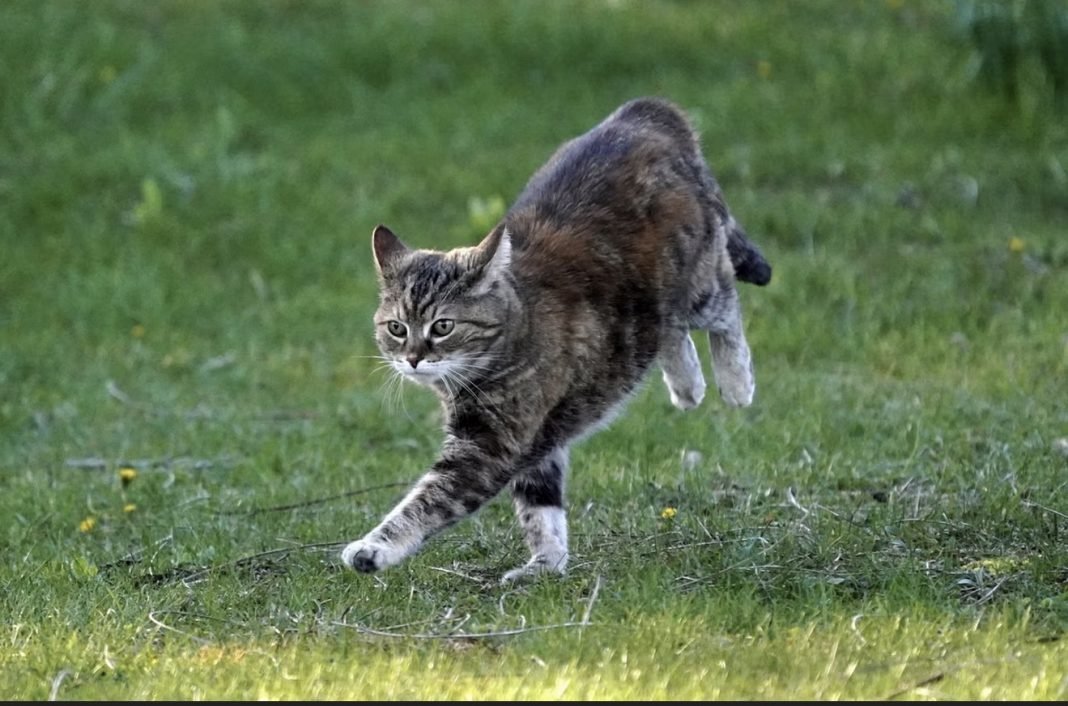 “Zoomies”, shpërthimet e papritura të energjisë te macet dhe qentë