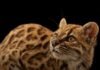 Zbulohet një specie e re maceje, për herë të parë pas 100 vitesh