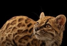 Zbulohet një specie e re maceje, për herë të parë pas 100 vitesh