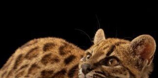Zbulohet një specie e re maceje, për herë të parë pas 100 vitesh