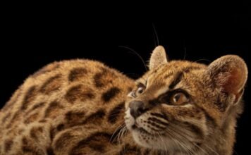Zbulohet një specie e re maceje, për herë të parë pas 100 vitesh